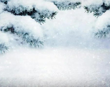 Pine tree branches covered with snow. Winter background. Stock Photos