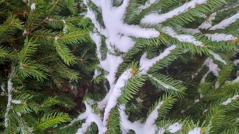 Pine tree branches covered with snow, winter season, Happy New Year Stock Photos