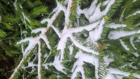 Pine tree branches covered with snow, winter season, Happy New Year Stock Photos