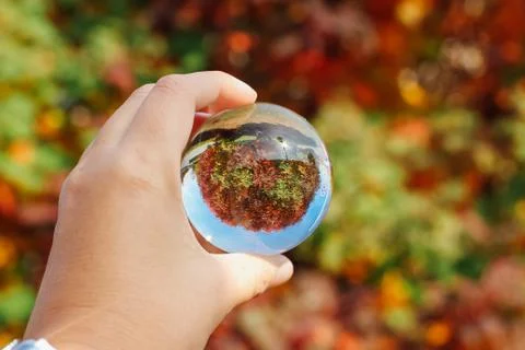 Pine tree branches covered with white snow and ice. Stock Photos
