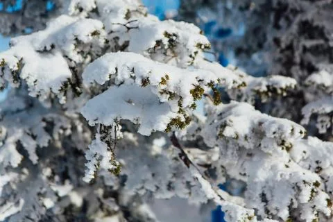 Pine tree branches covered with white snow and ice. Stock Photos