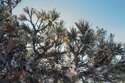 Pine tree branches covered with white snow and ice. Stock Photos