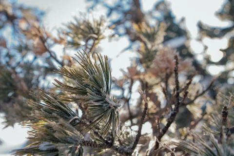 Pine tree branches covered with white snow and ice. Stock Photos