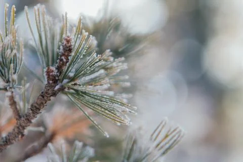 Pine tree branches covered with white snow and ice. Stock Photos