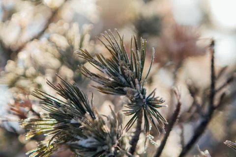 Pine tree branches covered with white snow and ice. Stock Photos