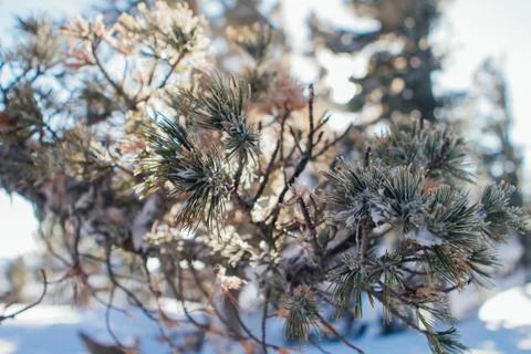 Pine tree branches covered with white snow and ice. Stock Photos