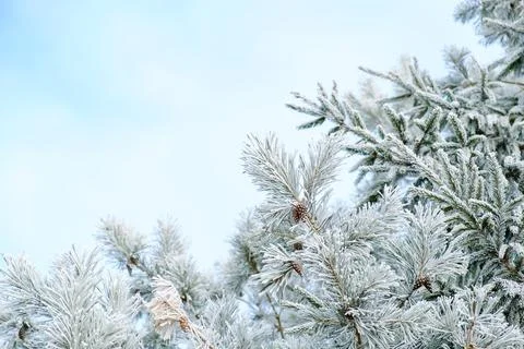 Pine tree branches covered with white hoarfrost on a blue sky background. Fro Stock Photos