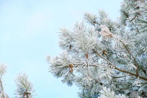 Pine tree branches covered with white hoarfrost on a blue sky background. Fro Stock Photos
