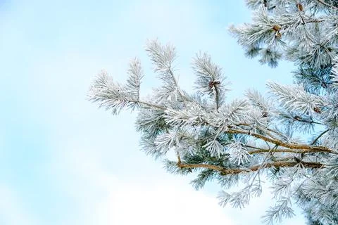 Pine tree branches covered with white hoarfrost on a blue sky background. Frozen Stock Photos