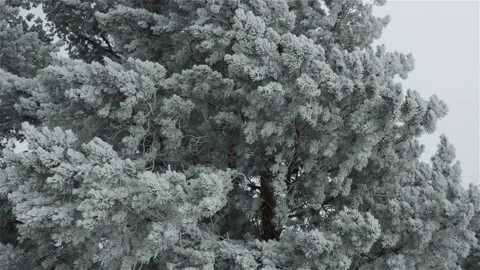 Pine tree branches covering hoar frost and snow close up  panning shot Stock Footage 118134985