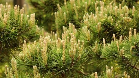 Pine tree branches creating new spring growth, showing many young shoots an.. Stock Photos