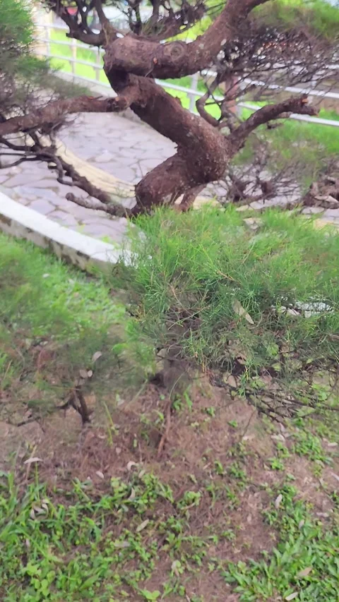 A pine tree with branches cut into a round shape in a garden Stock Footage 297653041