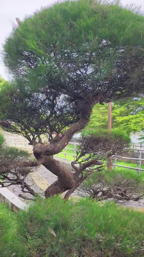 A pine tree with branches cut into a round shape in a garden Stock Footage 297653063