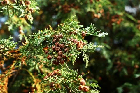 Pine tree branches. A dried squid in tree with green leaves Fotos de archivo