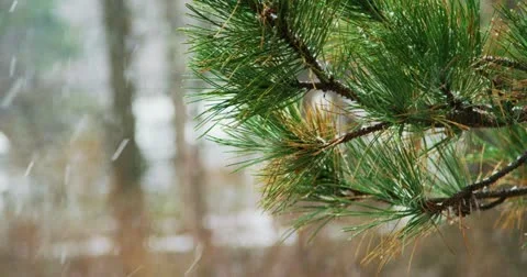 Pine Tree Branches During Snow Storm 4K Stock Footage 18192953