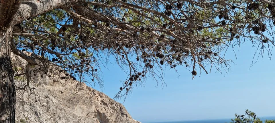 Pine tree branches extend towards the ocean view on a sunny day near the ro.. Stock Photos