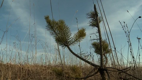 Pine tree branches in the field in summer video Stock Footage 107968204