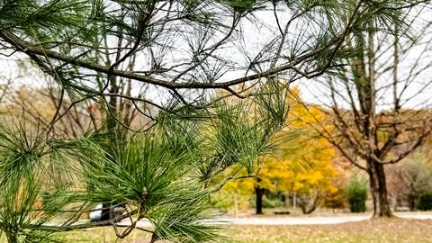 Pine Tree Branches in Focus with Autumn Park Background Stock Photos