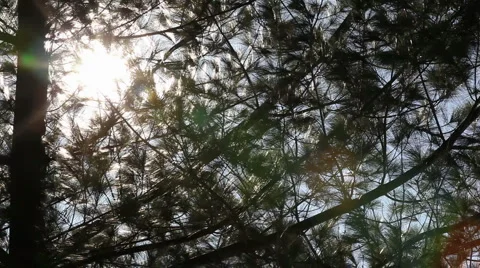 Pine tree branches Stock Footage 2304068