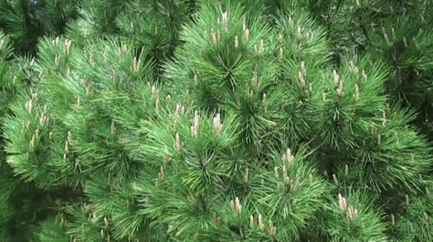 Pine tree branches 库存影片 29646672