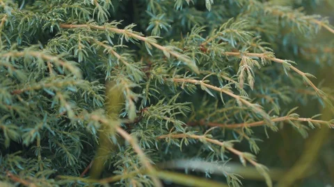 Pine tree branches Stock Footage 94958606