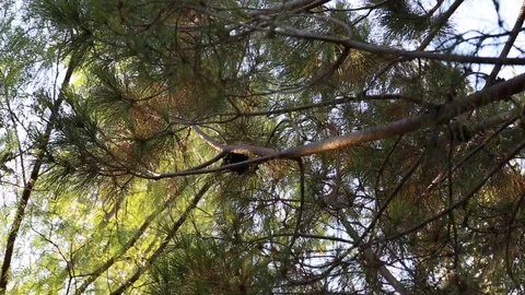 Pine tree branches Stock Footage 102463204