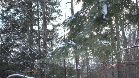 Pine Tree Branches Stock Footage 179666856
