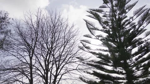 Pine tree branches Stock Footage 306940556