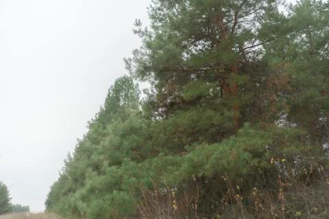 Pine tree branches in the forest against the cloudy sky, the foggy weather Stock Photos
