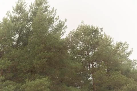 Pine tree branches in the forest against the cloudy sky, the foggy weather Stock Photos