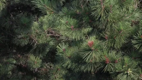 Pine tree branches in forest 스톡 동영상 306040441