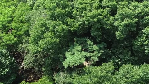 Pine tree branches in the forest Stock-Footage 310156611