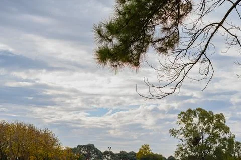 Pine tree branches frame a soft, cloudy sky 库存照片