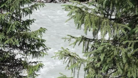 Pine tree branches framing a fast-flowing mountain river Stock Footage 341503187