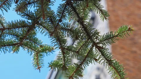 Pine Tree Branches Framing Urban Brick Building — Nature Meets City Contrast Stock Footage 312585271