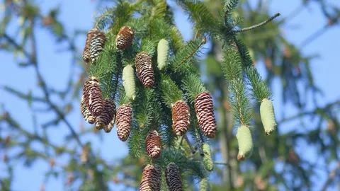 Pine tree branches with fresh green and mature brown cones hanging against .. Vídeos de archivo 292997761