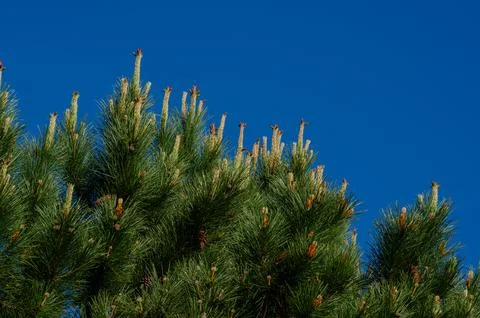 Pine tree branches with fresh green needles and cones against clear blue sky Foto stock