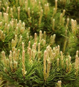 Pine tree branches with fresh green needles and emerging light brown candle.. 写真素材
