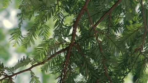 Pine tree branches in front of sky and summer sunset lights. Video stock 76588949