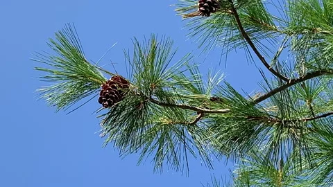 Pine tree branches gently moving Stock Footage 166592320
