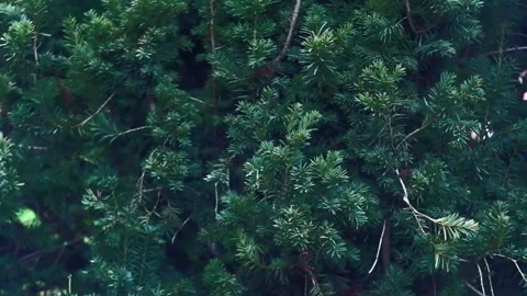 Pine tree branches with green needles against blurred background Stock Footage 307997687