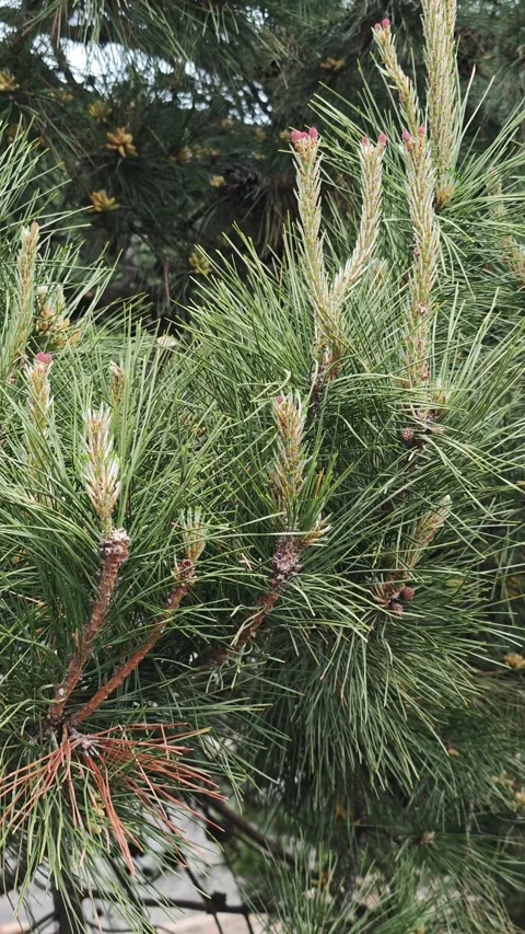 Pine tree branches with green needles and developing cones, showcasing the Video stock 334650214