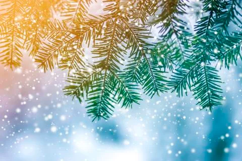 Pine tree branches with green needles covered with deep fresh clean snow on b Stock Photos