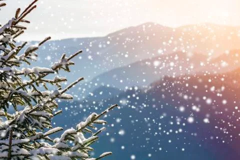 Pine tree branches with green needles covered with deep fresh clean snow on b Stock Photos