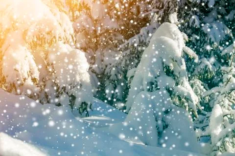 Pine tree branches with green needles covered with deep fresh clean snow on b Stock Photos