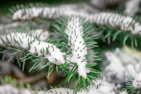 Pine tree branches with green needles covered by first clean snow, minimal co 写真素材
