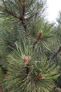 Pine tree branches with green needles, close up Stock Photos