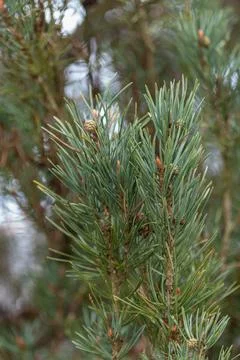 Pine tree branches with green needles and young cones Stock Photos