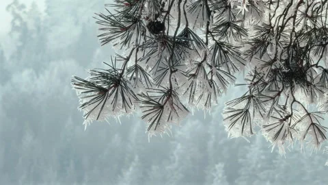 Pine tree branches with heavy frost Stock Footage 300878880