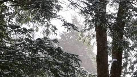 Pine tree branches in heavy snow background close up cold weather theme, ha.. Stock Footage 262001992